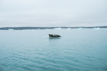 Iceland seal standing on ice iceberg