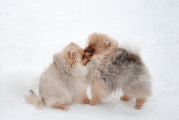 Cute Pomeranian spiz puppy on snow