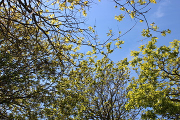 Tree Normandy, France