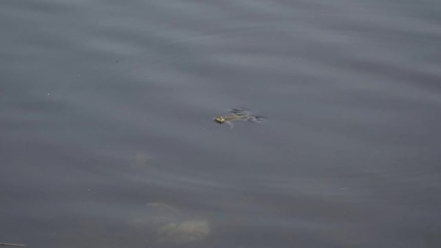 The frog slowly floats on the water surface of the pond