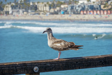 Close up of seagull standing on a pier with sea and coastline on the background. Seagull waiting on the Oceanside Pier. In North San Diego, California, USA.