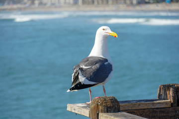 Close up of seagull standing on a pier with sea and coastline on the background. Seagull waiting on...