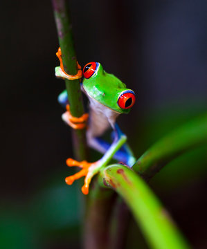 RED-EYE TREEFROG - RANA VERDE DE OJOS ROJOS (Agalychnis callidryas),  Costa Rica, Central America, America