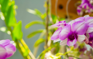 Beautiful purple orchids with selected focus.