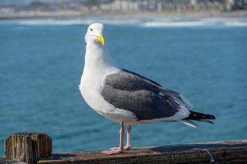 Close up of seagull standing on a pier with sea and coastline on the background. Seagull waiting on the Oceanside Pier. In North San Diego, California, USA.