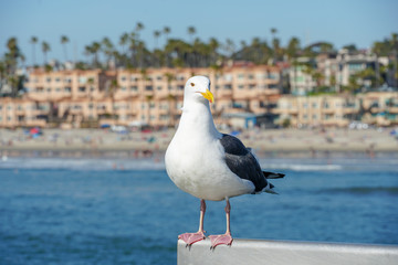 Close up of seagull standing on a pier with sea and coastline on the background. Seagull waiting on the Oceanside Pier. In North San Diego, California, USA.