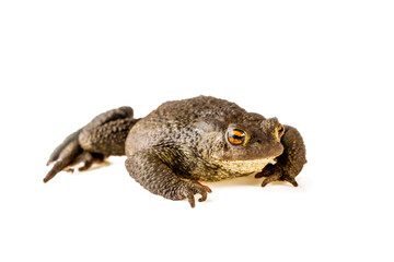 Fototapeta premium common toad Bufo bufo on white background