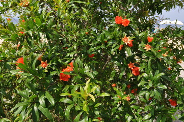 Red pomegranate flower on a bright sunny day