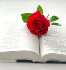Baselland, Switzerland - 30.04.2019. Red rose, red petals and a Bible on a white table. Clean white...