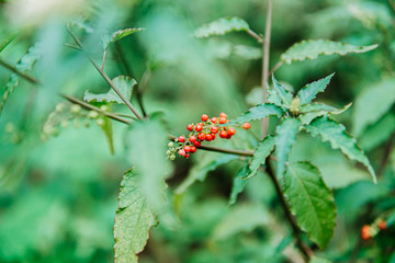 Green tropical leaf in the jungle