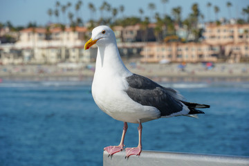 Close up of seagull standing on a pier with sea and coastline on the background. Seagull waiting on...