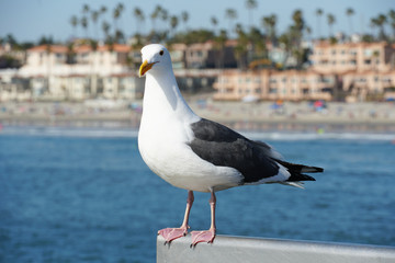 Close up of seagull standing on a pier with sea and coastline on the background. Seagull waiting on the Oceanside Pier. In North San Diego, California, USA.