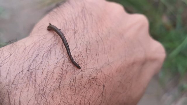 The Leech Stuck To The Arm Of A Young Man, Travelers trekking the rainy season of Southeast Asia