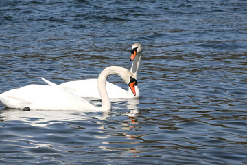 Zwei Höckerschwäne auf dem Wasser, Cygnus olor
