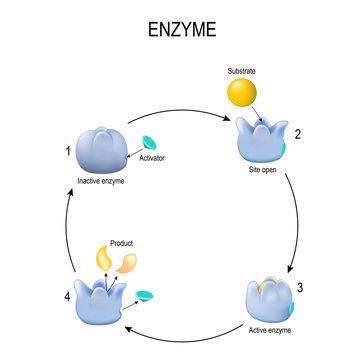 Enzyme. Process of activation. Activator, substrate, product, enzyme-product complex and enzyme-substrate complex.