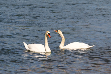 Zwei Höckerschwäne auf dem Wasser, Cygnus olor