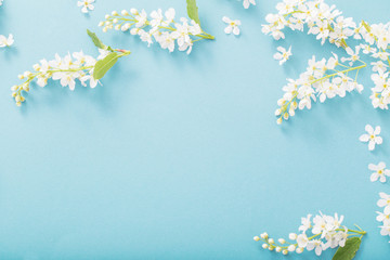 Obraz na płótnie Canvas bird cherry flowers on paper background