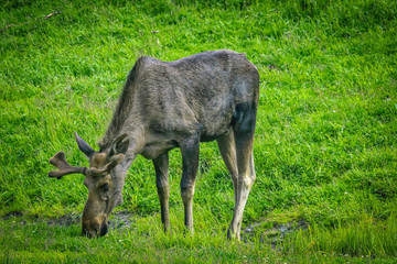 Alaska USA