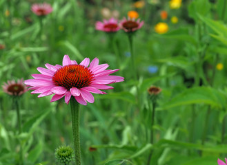 echinacea purpurea