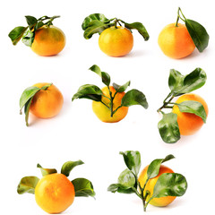 set of tangerines with leaves isolated on white background