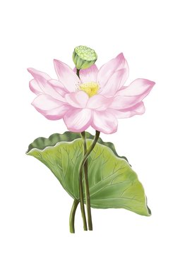 Hand digital draw and paint, big sweet pink color of lotus with green leaf and small green seed pod. Isolate image.