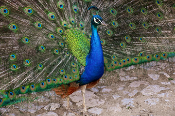 Obraz premium Portrait of beautiful peacock with spreading its tail