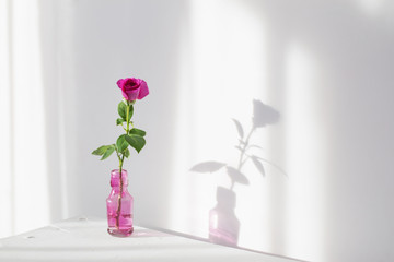 pink rose in glass bottle on white wooden shelf