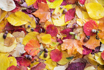 Naklejka na ściany i meble autumn leaves with water drops