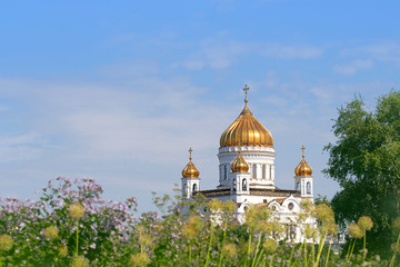 Fototapeta na wymiar Cathedral of Christ Savior in Moscow, Russia. purple flowers in Gorky Park with view of Christ Savior Cathedral in Moscow. Beautiful orthodox church in summer blooming city and blue sky. copy space