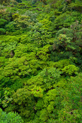 Fototapeta na wymiar Santa Elena Cloud Forest Nature Reserve, Costa Rica, Central America, America