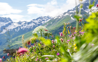 Field with flowering plants, herbs and flowers on Dombai in summer against the mountains with snow-capped peaks