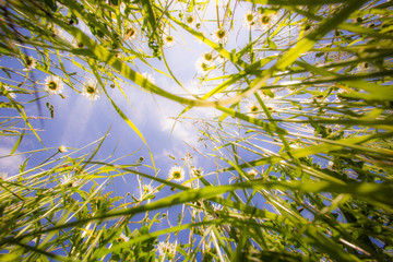 Grass view from below