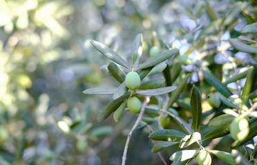 Green olives grow on an olive tree