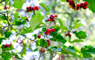 Ripe hawthorn berries on the tree