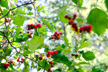 Obraz premium Ripe hawthorn berries on the tree