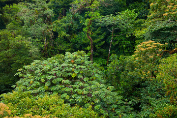 Fototapeta na wymiar Santa Elena Cloud Forest Nature Reserve, Costa Rica, Central America, America