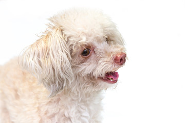 Messy and dirty dog miniature schnauzer sit alone