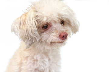 Messy and dirty dog miniature schnauzer sit alone