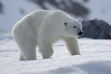 Foto op Plexiglas Polar Bear (Ursus maritimus) Spitsbergen North Ocean © vaclav
