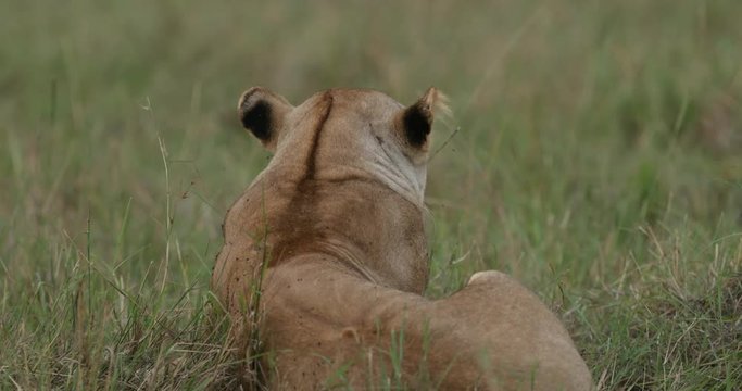 Lions relaxing in the long grass in the Maasai Mara Masai Mara in Kenya, East Africa. 