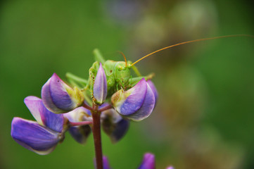 Grasshopper sits on lupine flower. Insects, wildlife, nature