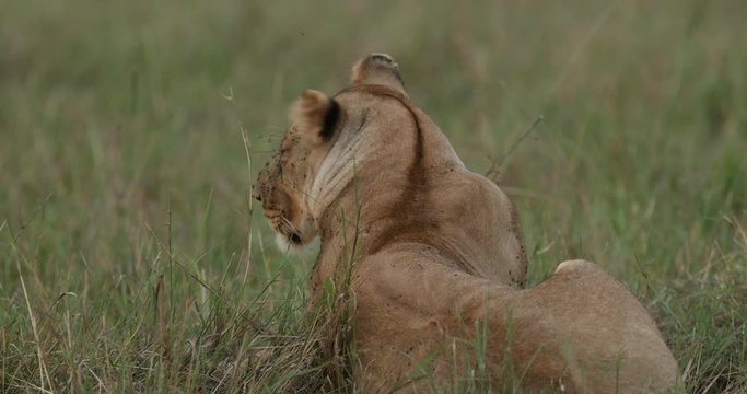 Lions relaxing in the long grass in the Maasai Mara Masai Mara in Kenya, East Africa. 
