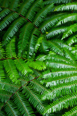 Santa Elena Cloud Forest Nature Reserve, Costa Rica, Central America, America