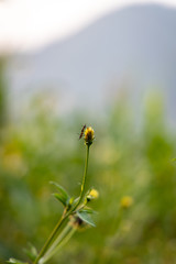 Insect on a tiny wild flower growing alongside the road