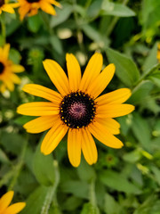 Yellow flower  black-eyed susan or yellow daisy