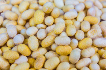 Silk worm nest is made from butterfly worm