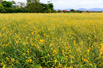 sesbania flower field with blue sky