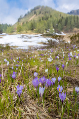 early spring blooming meadow with crocus in Sella di Rioda, Alps, Italy