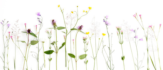 Creative flat lay border of wildflowers, isolated on white background, top view.