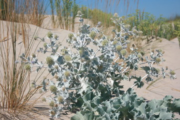 Summer plants at a golden sand beach Huelva Spain